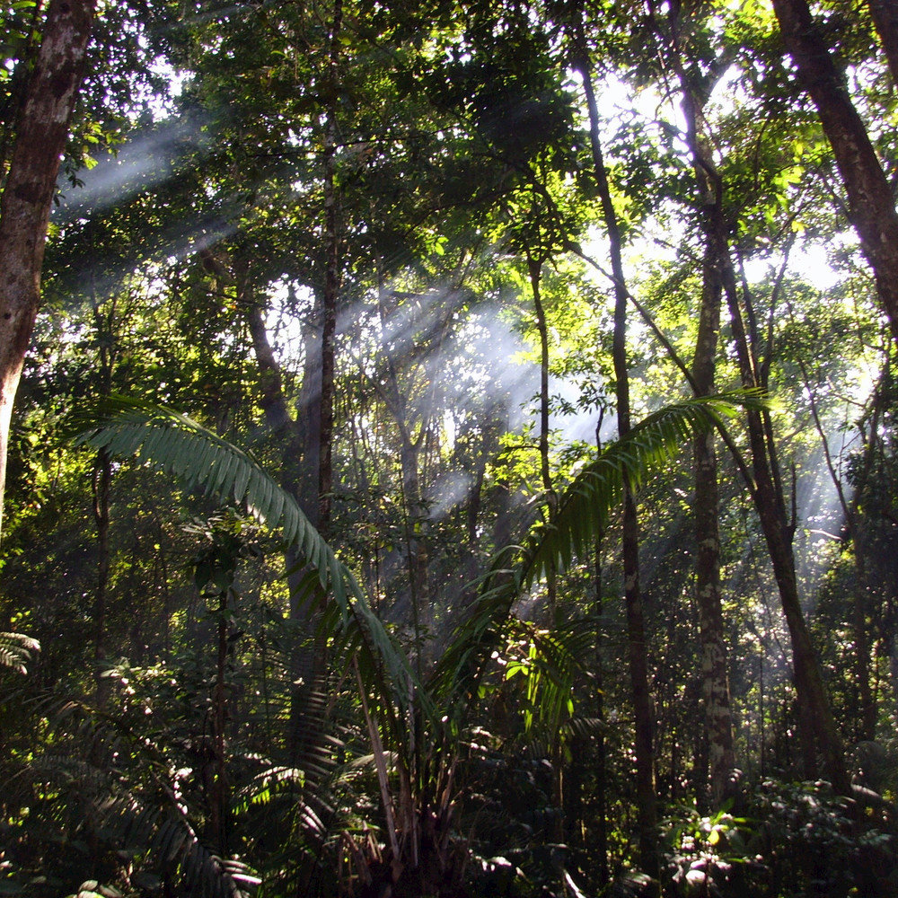 In the early morning forest