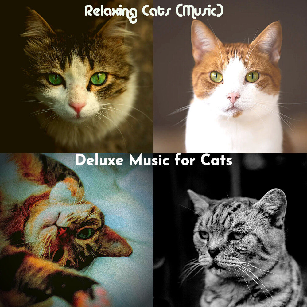 Music for cats. Cat sort.