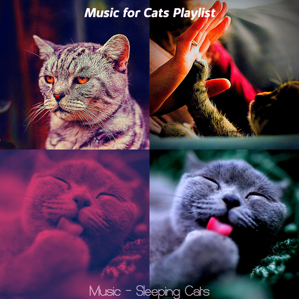 Music for cats. "Music for Cats" && ( исполнитель | группа | музыка | Music | Band | artist ) && (фото | photo). TV for Cats.