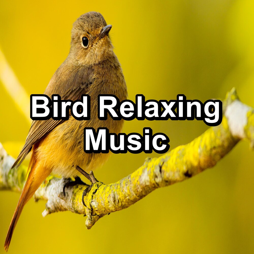 Слушать музыку птицы релакс