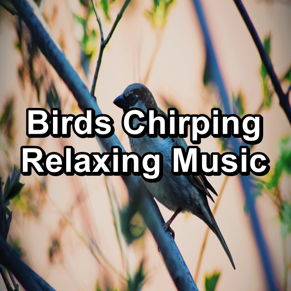 Listening birds