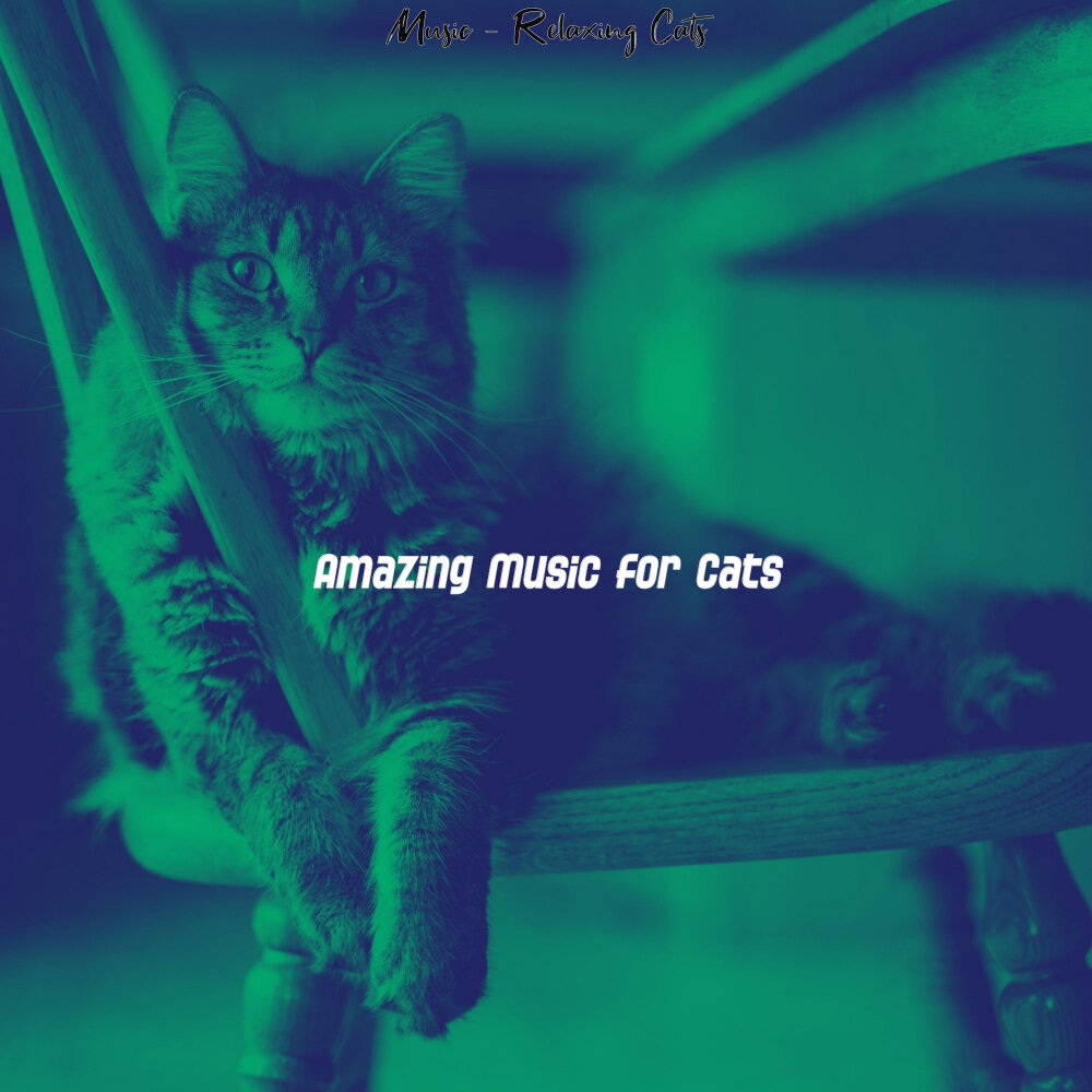 Inspiring atmosphere Cats. Short shorts Cat Relaxing музыка. Песня человек и кошка слушать