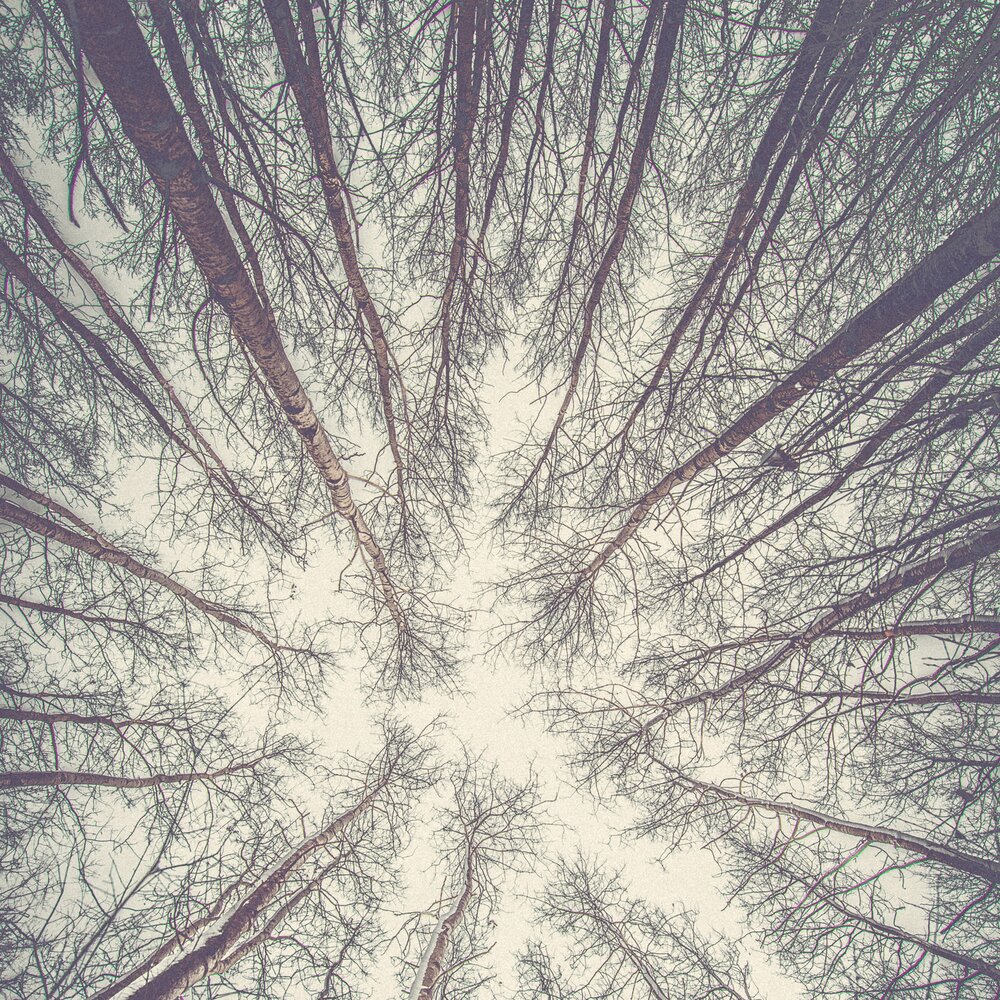 Дерево зимой вид сверху