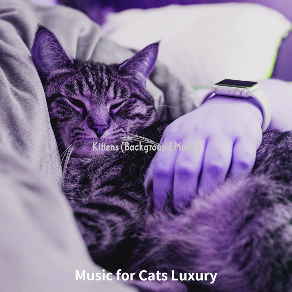 Music for cats. Лакшери кошка. Расслабленная кошка. Звук для расслабления кошек. Cat слушает музыку.