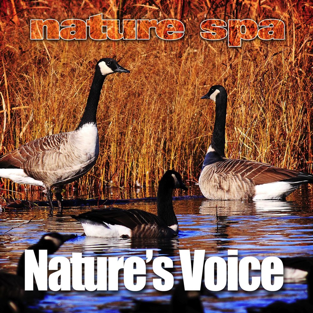 Nature voice. Natural Voice. Freeing the natural Voice. Gove nature a Voice.