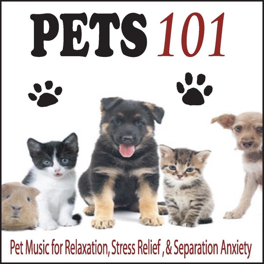 101 Pets. Передача Pets 101. Our Pets. Pet Sounds. Music pets