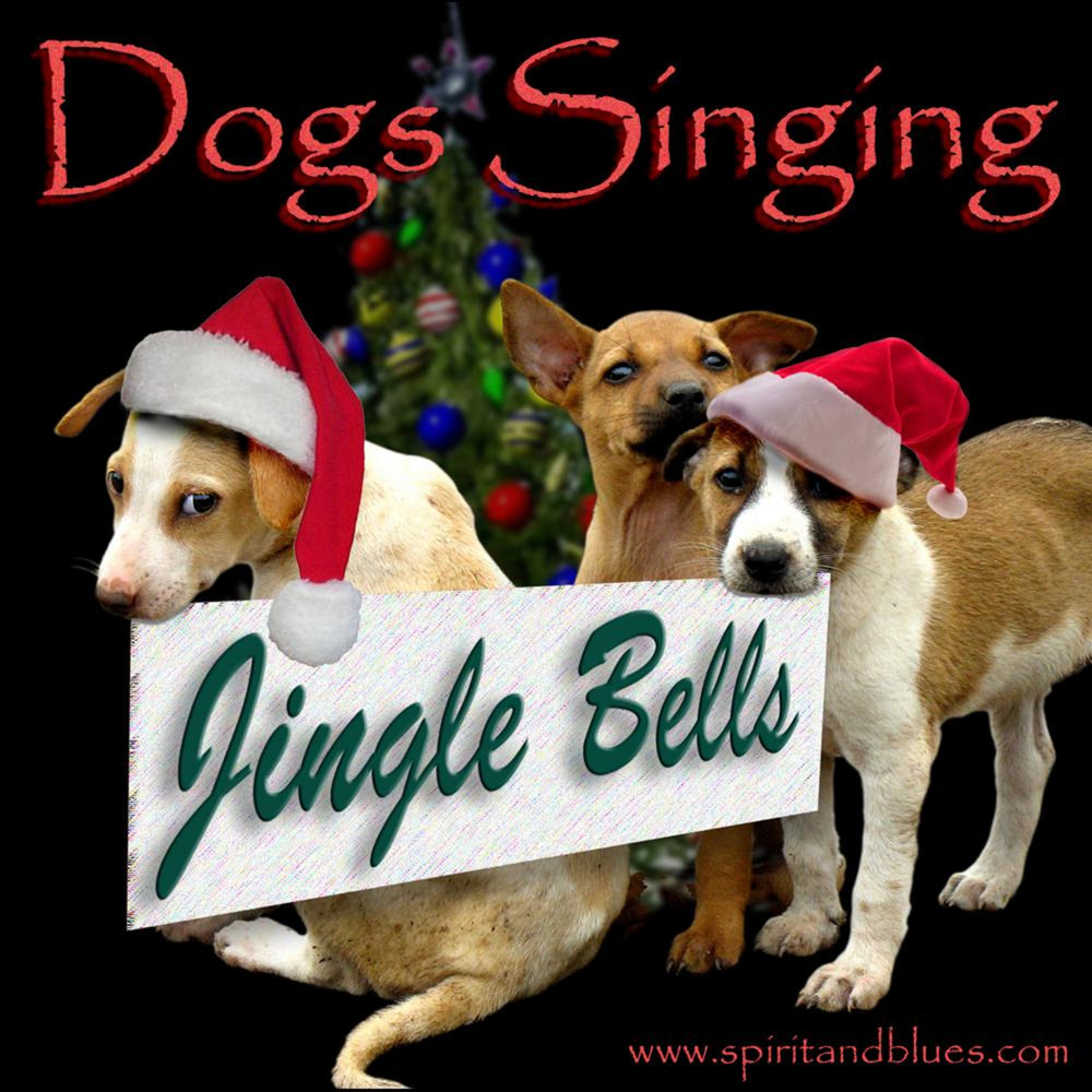 Dog song. Порода собаки джингл. Джингл доги. Dog Sings. Порода собаки Jingle Bells фото.