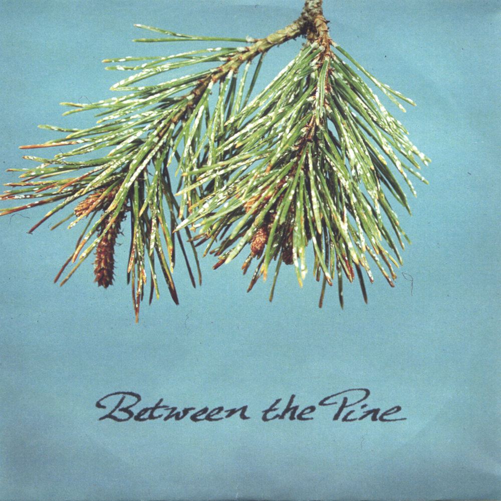 Хвойный песни. The Pine первый альбом. Between the Pines. Pine.