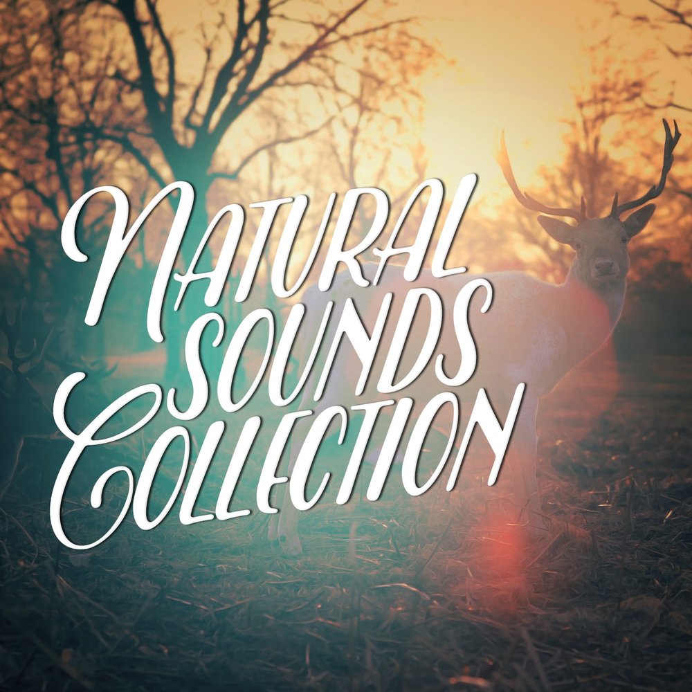 Naturals sounds. Naturals sounds. Natural sounds. Sounds. "nature sounds" && ( исполнитель | группа | музыка | music | band | artist ) && (фото | photo).
