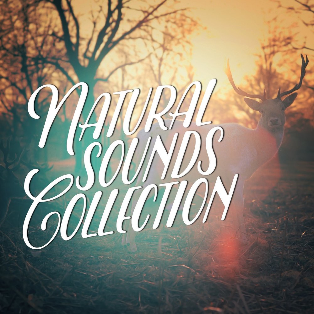 Natural collections. Natural Sounds. "Nature Sounds" && ( исполнитель | группа | музыка | Music | Band | artist ) && (фото | photo). The Woods collection natural Dusk. Nature collection.