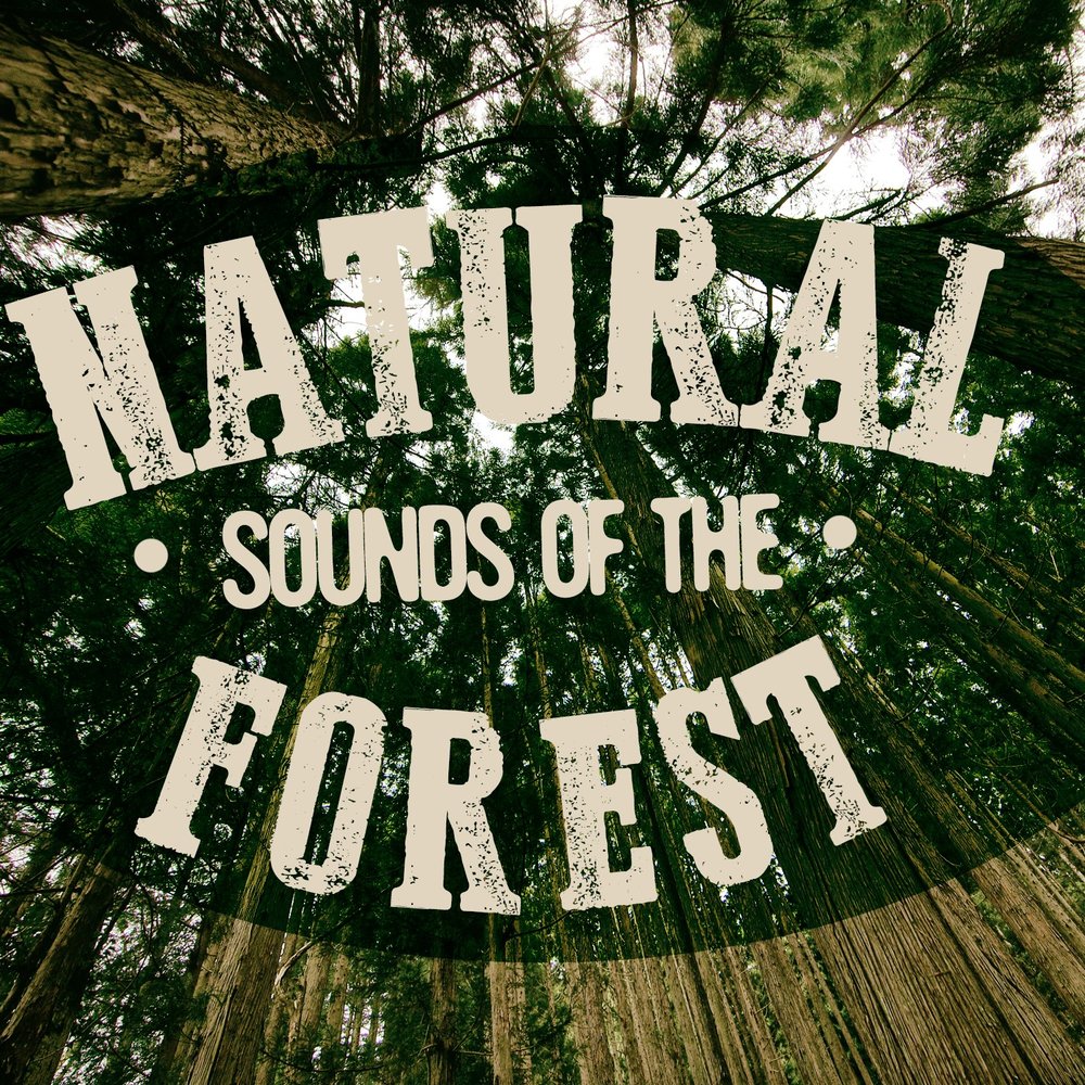 Nature songs. Sounds of the Wild Forest. Natural Sounds.