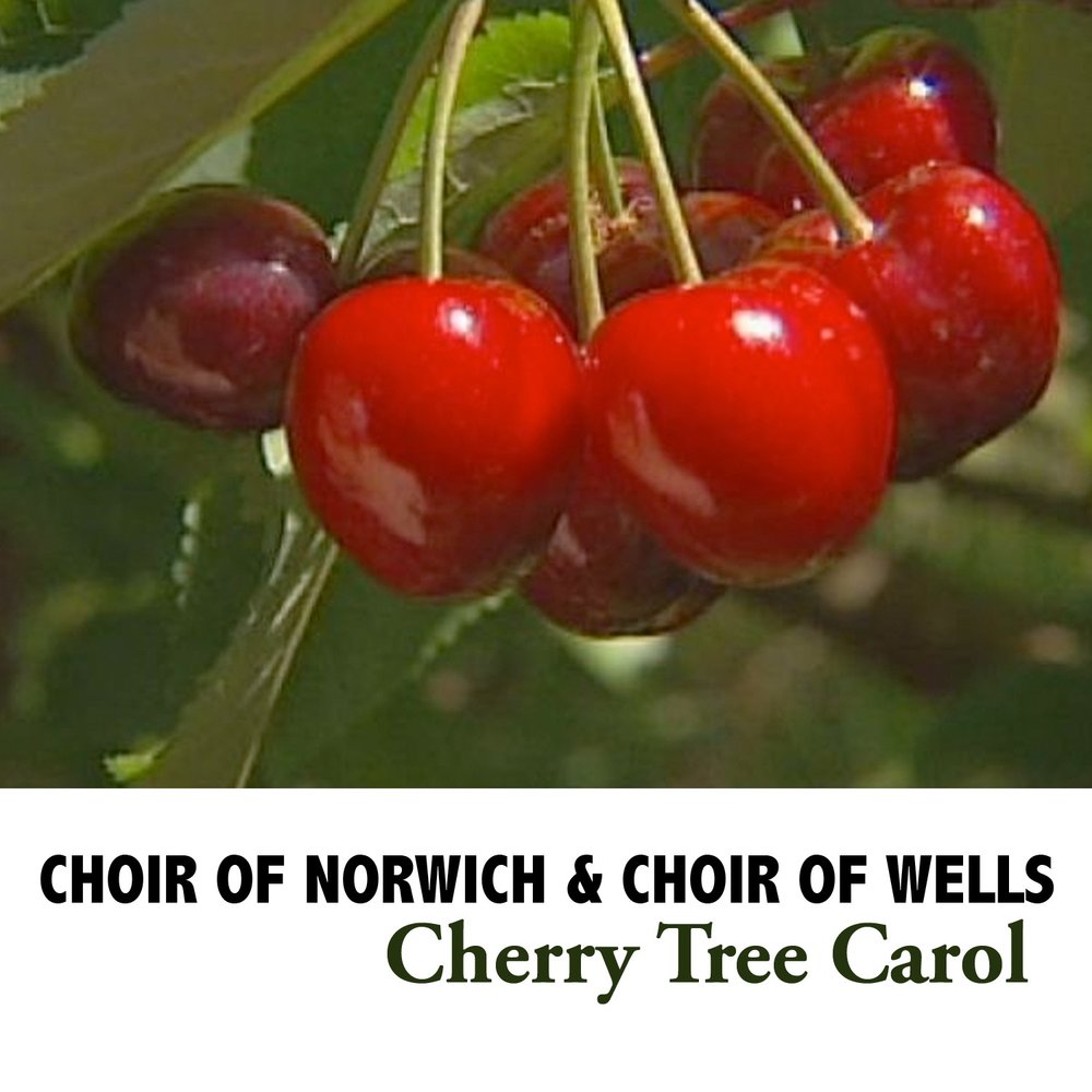 Текст песни вишня алая спелая. Песня вишня. Японская песня вишня. Включи Cherry. Sting - Cherry Tree Carol обложка песни.
