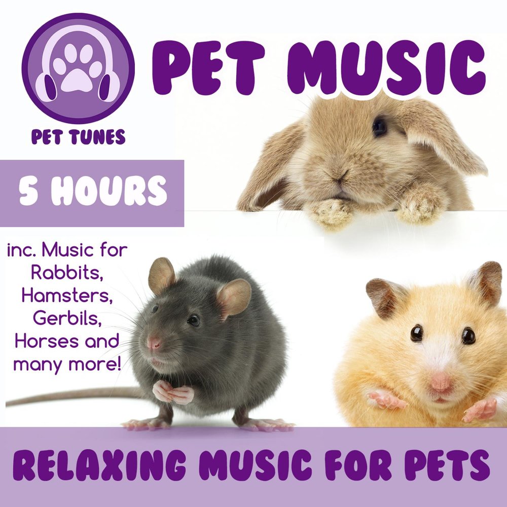 Music pets. Хомяк мп3. Gerbil перевод. Кролик и хомяк тьмы. Включи Pets.