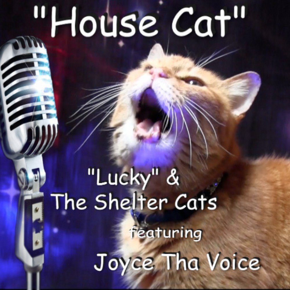 Звук птиц для кошек слушать. Кошки Jam. Голос кошки слушать. Dance Cats House. The kiffeness Cat Jams.