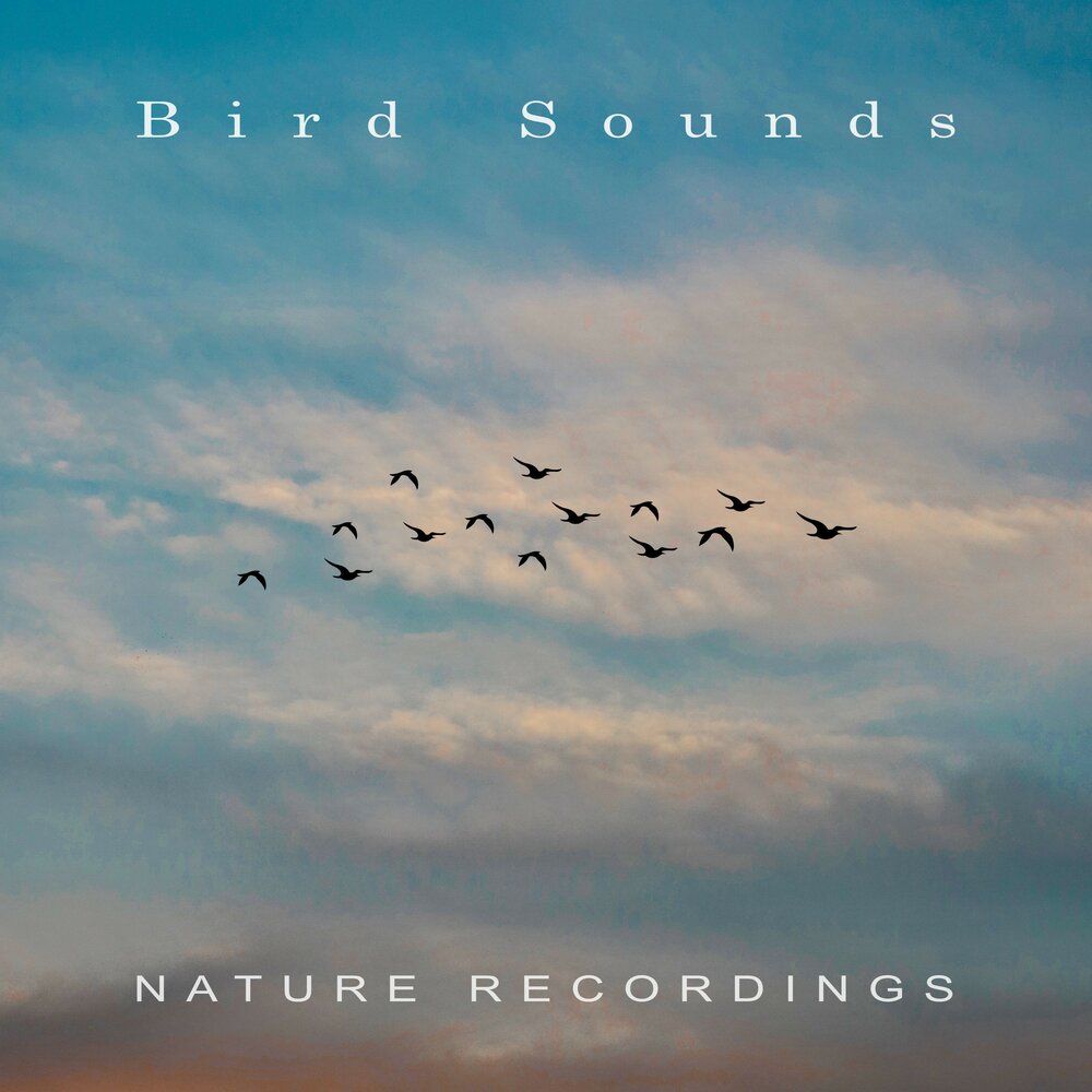 Listening birds