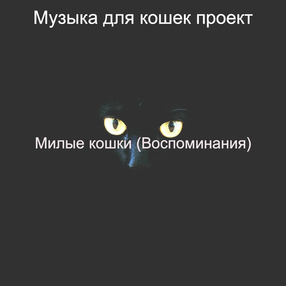 Дэвид тейе музыка для кошек. Моя атмосфера котики. Усыпляющая музыка для кошек. Песни про кошек. Песня про кошку.