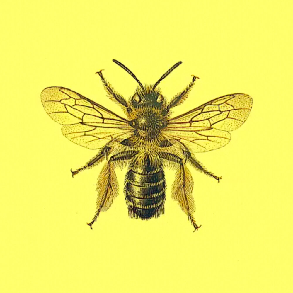 Звук пчелы слушать. Circuit Bee.