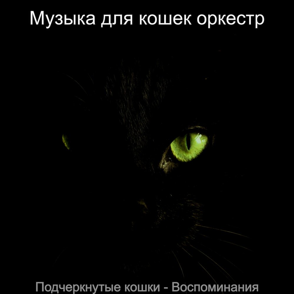 Музыка для кошек