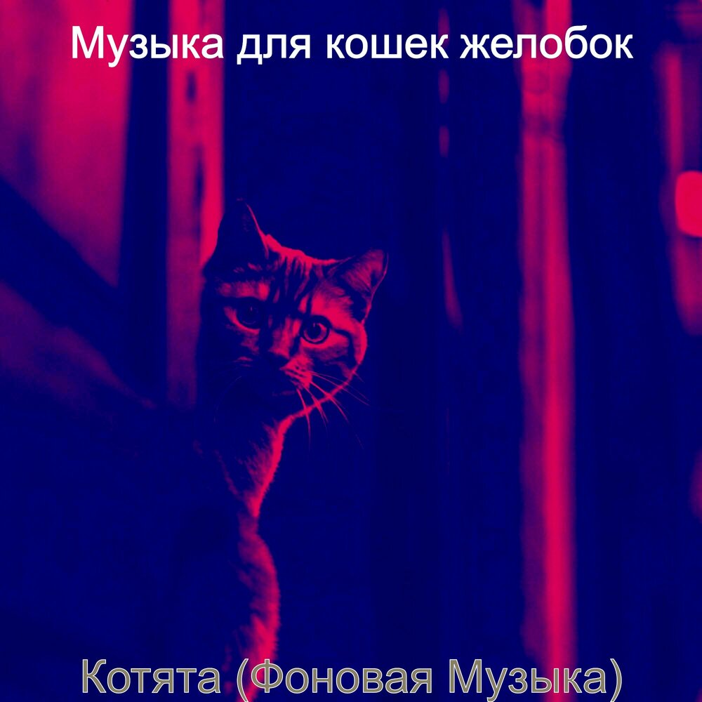 Песни про кошек. Аватарка мятной кошки вселенная бискаса. Мелодия котят слушать. Песни про кошек. Музыка музыка кошка моя.