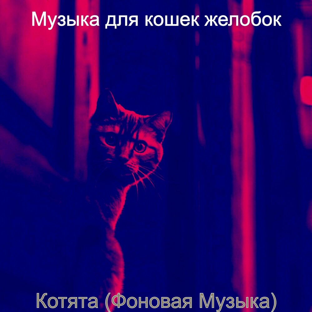 Музыка для котят