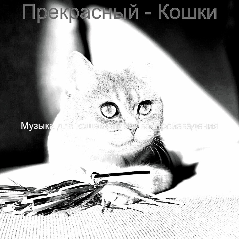 Музыка музыка кошка моя. Музыка музыка кошка моя. Песни про кошек. Музыка музыка кошка моя. Музыка для кошек.