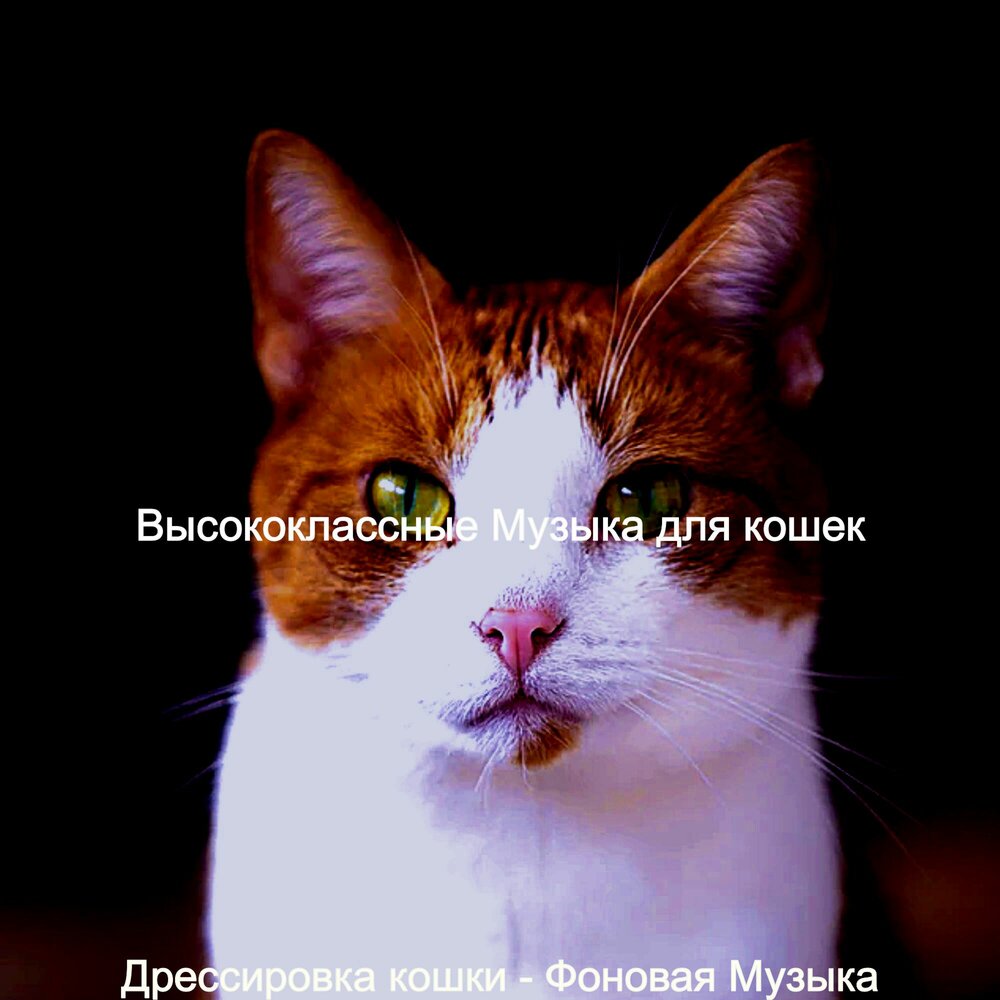 Кошачья музыка для кошки слушать. Музыка для кошек. Кошачья музыка для кошки слушать. Мелодия кошка. Кошачья музыка для кошки.