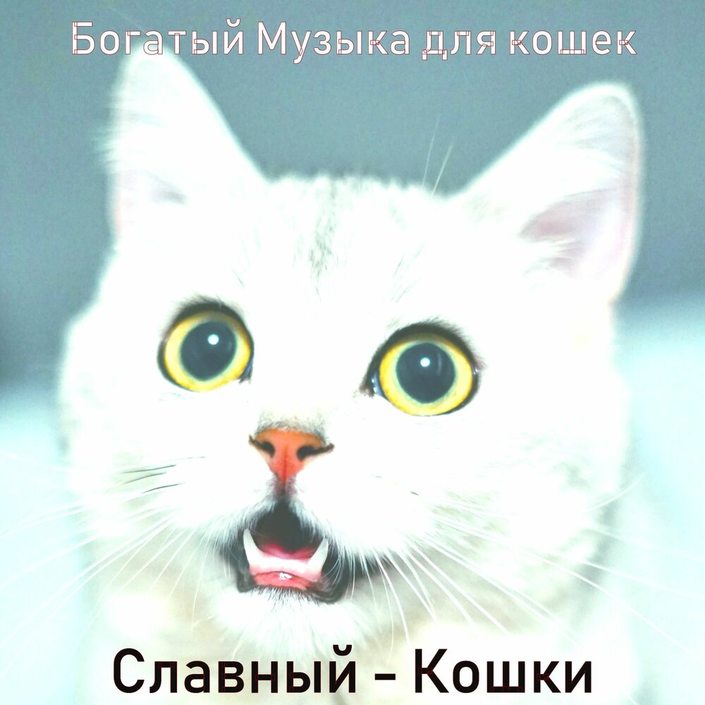 Коши слушать. Славная кошка. Богатый котенок. Кошачьи звуки для кошки слушать.