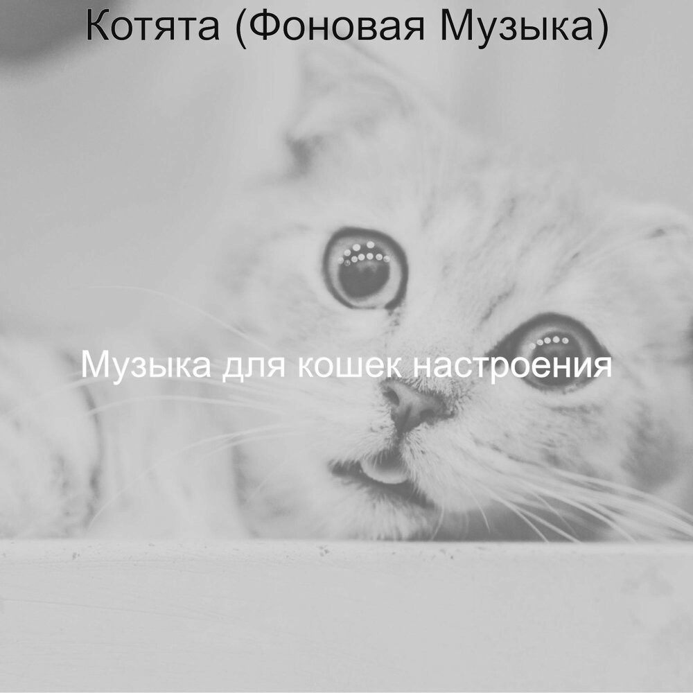 Трек котенок