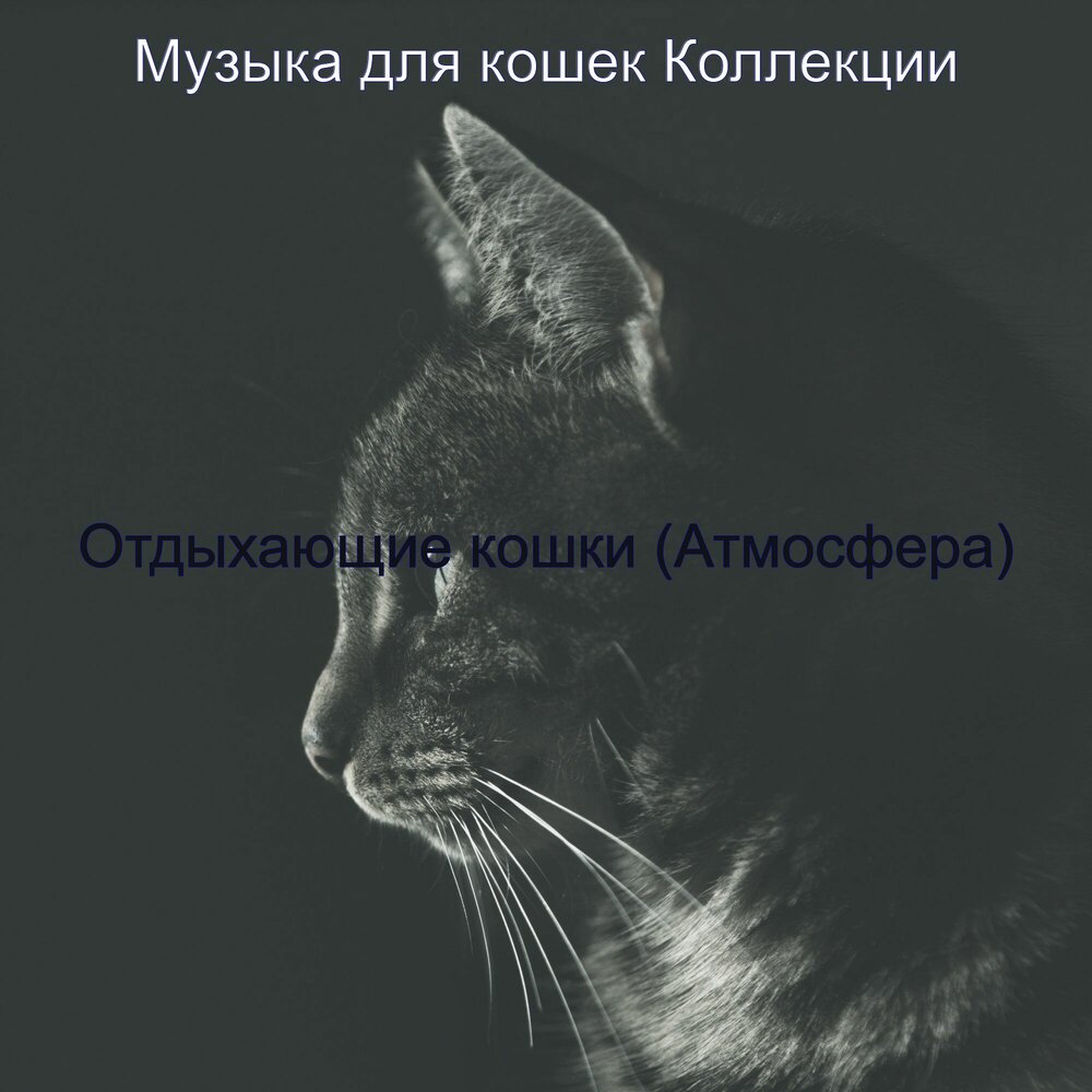 Cats песня.