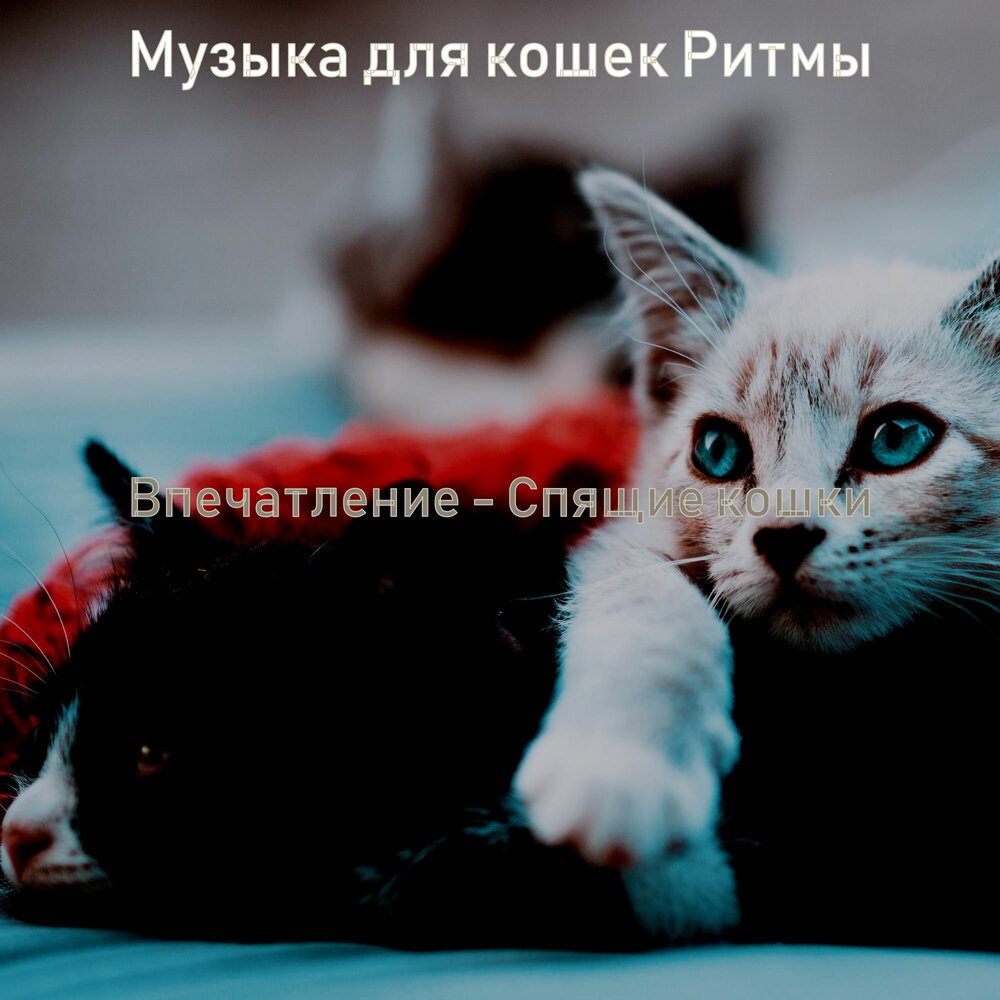 Музыка для котят. Кошачья музыка для кошки. Песня про кошку. Песни про кошек. Звук котят для кошек.