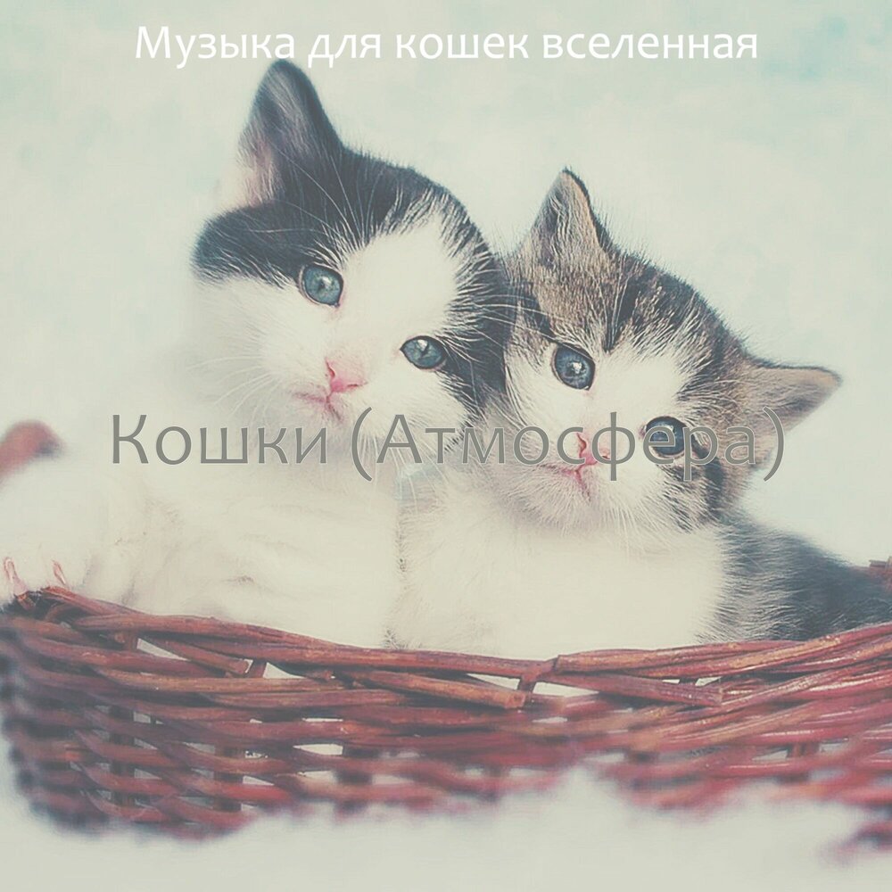 Кот в наушниках. 2 кошки песня. Песня про кошку. Кошачья музыка для кошки. 2 кошки песня.