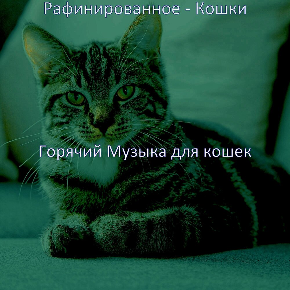 Музыка для кота успокаивает