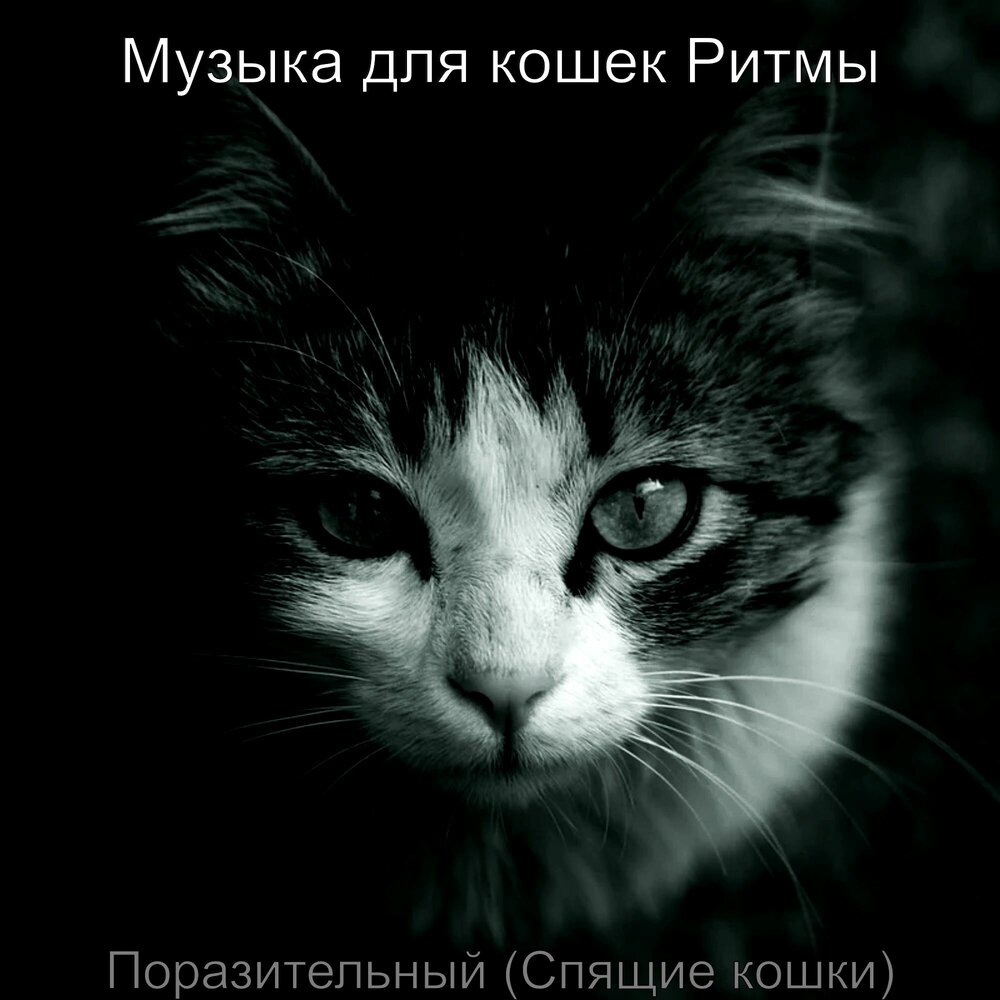 Коши слушать. Ритмичность кошек. Котик слушает музыку. Музыка для сна кошек.