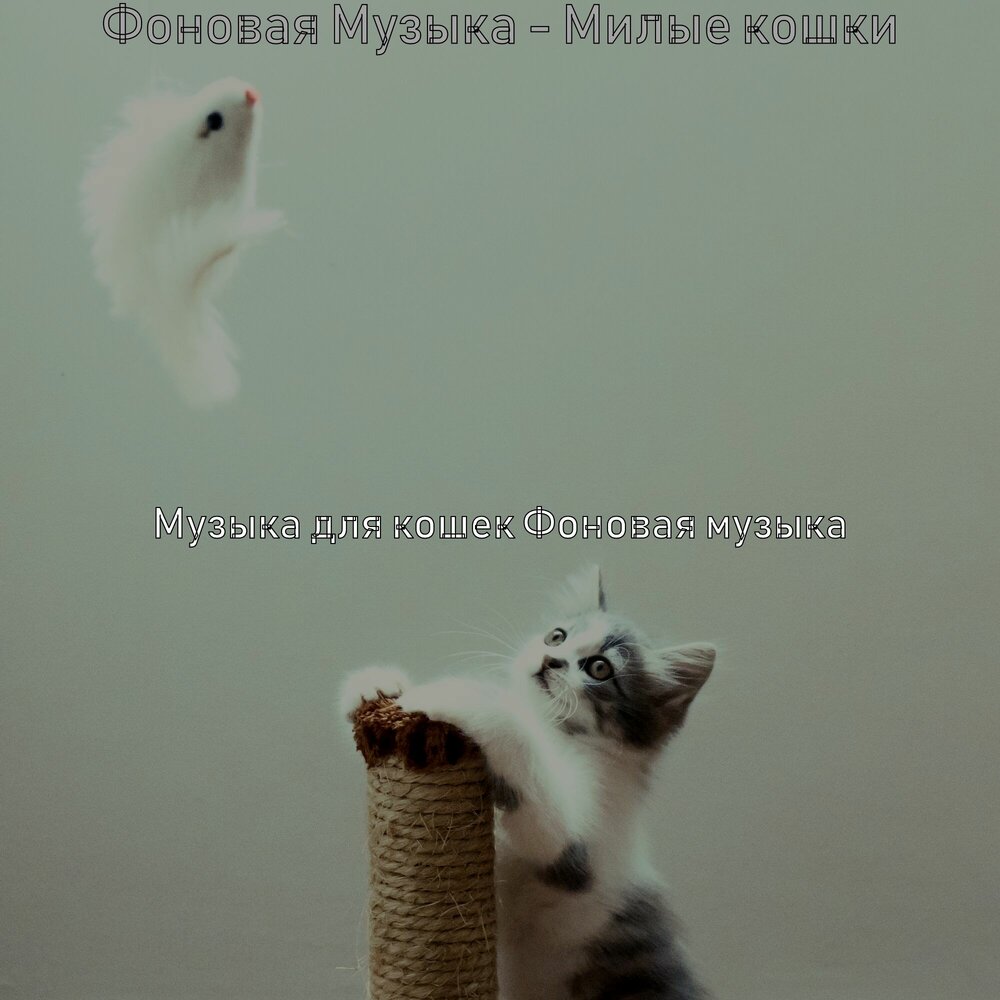 Променял на ободранную кошку. Ободранный уличный кот. Музыка для кошек. Сумасшедшая песня текст. Променял на ободранную кошку.