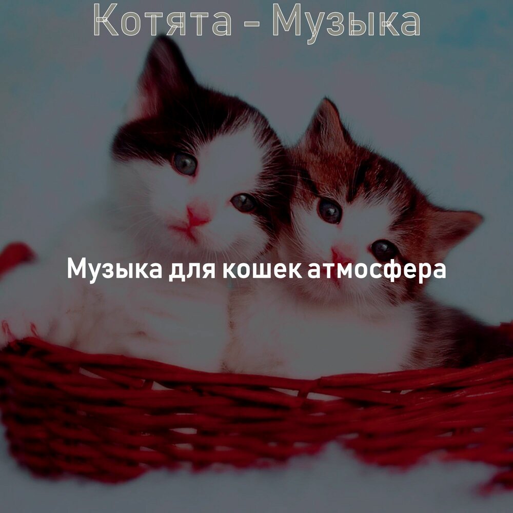 Песня котиков. Музыка для котят. Песня котик. Песня про котят. Песня про кошку.