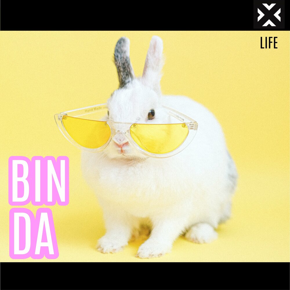 Песни life in da. Кролик в очках. Желтые животные. Кролик на желтом фоне. Кролик креатив.