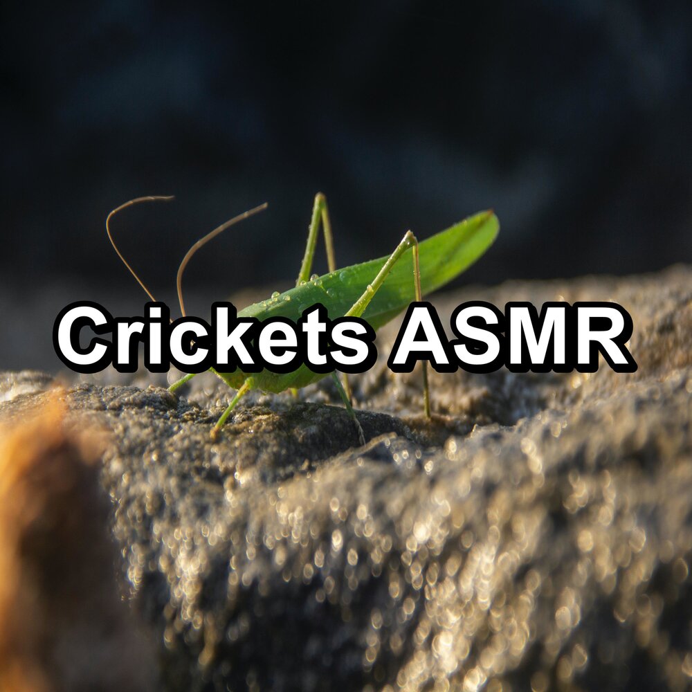 Nature noise. Cricket Sound.