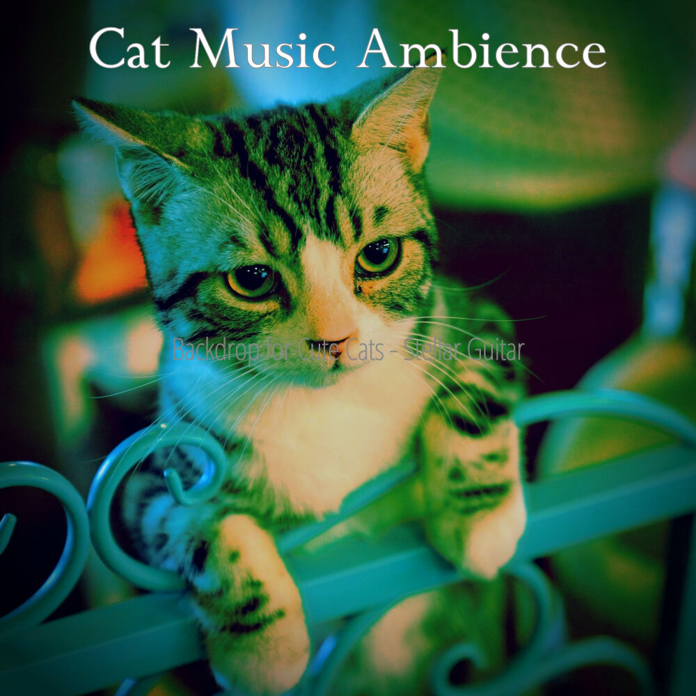 Music for cats. Кэт Мьюзик. Песни про кошек. Музыка для кошек. Песня Cats.