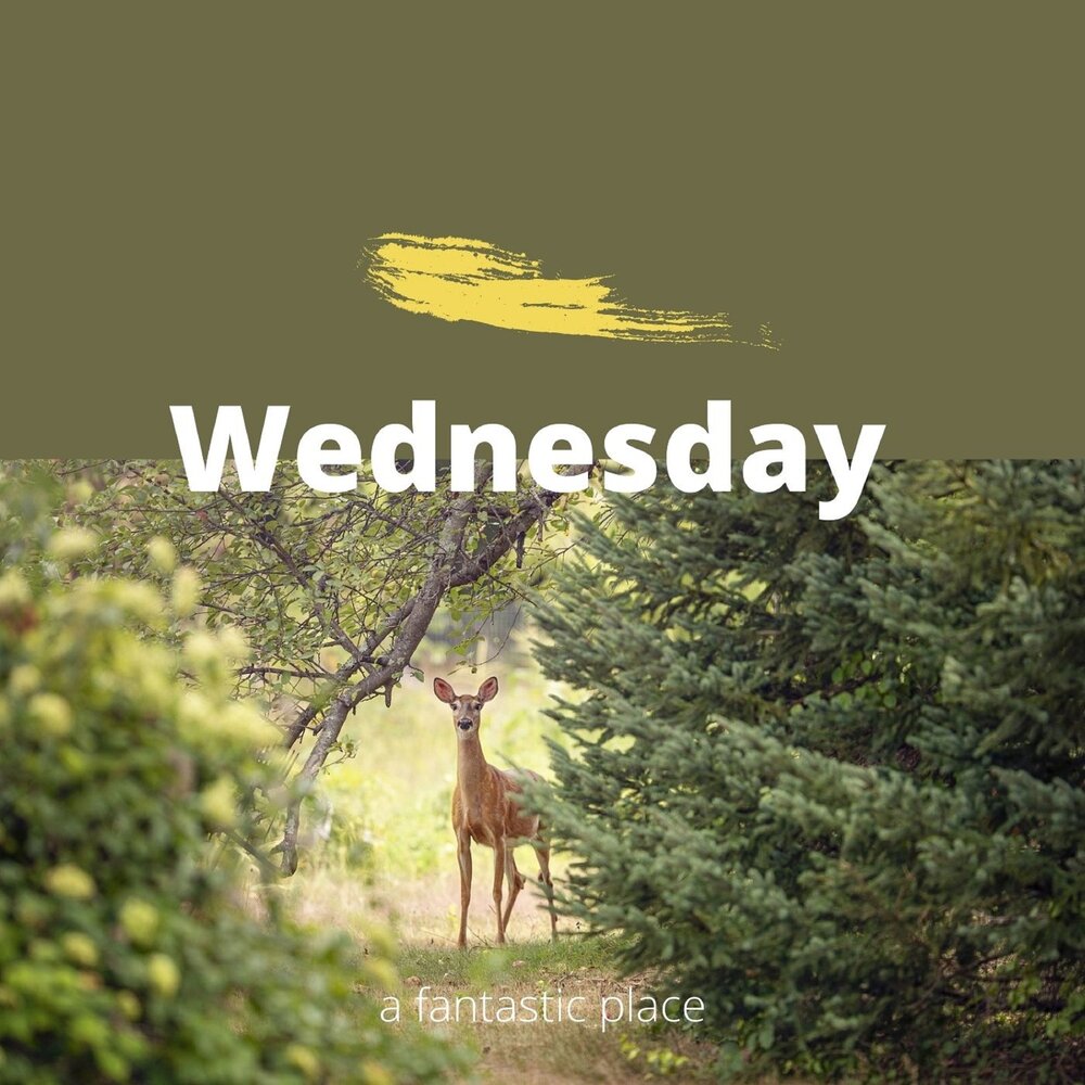 Wednesday слушать. Трек Wednesday. Песня Wednesday. Слушать музыку Wednesday. Wednesday Рики.