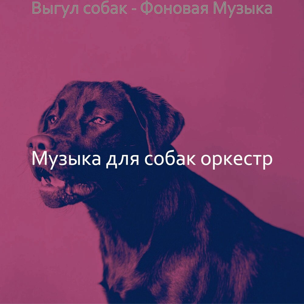 Собак саундтрек. Песни про собак. звук собак для собак песня звуки. песни про собак слушать. оркестр для собак музыка.