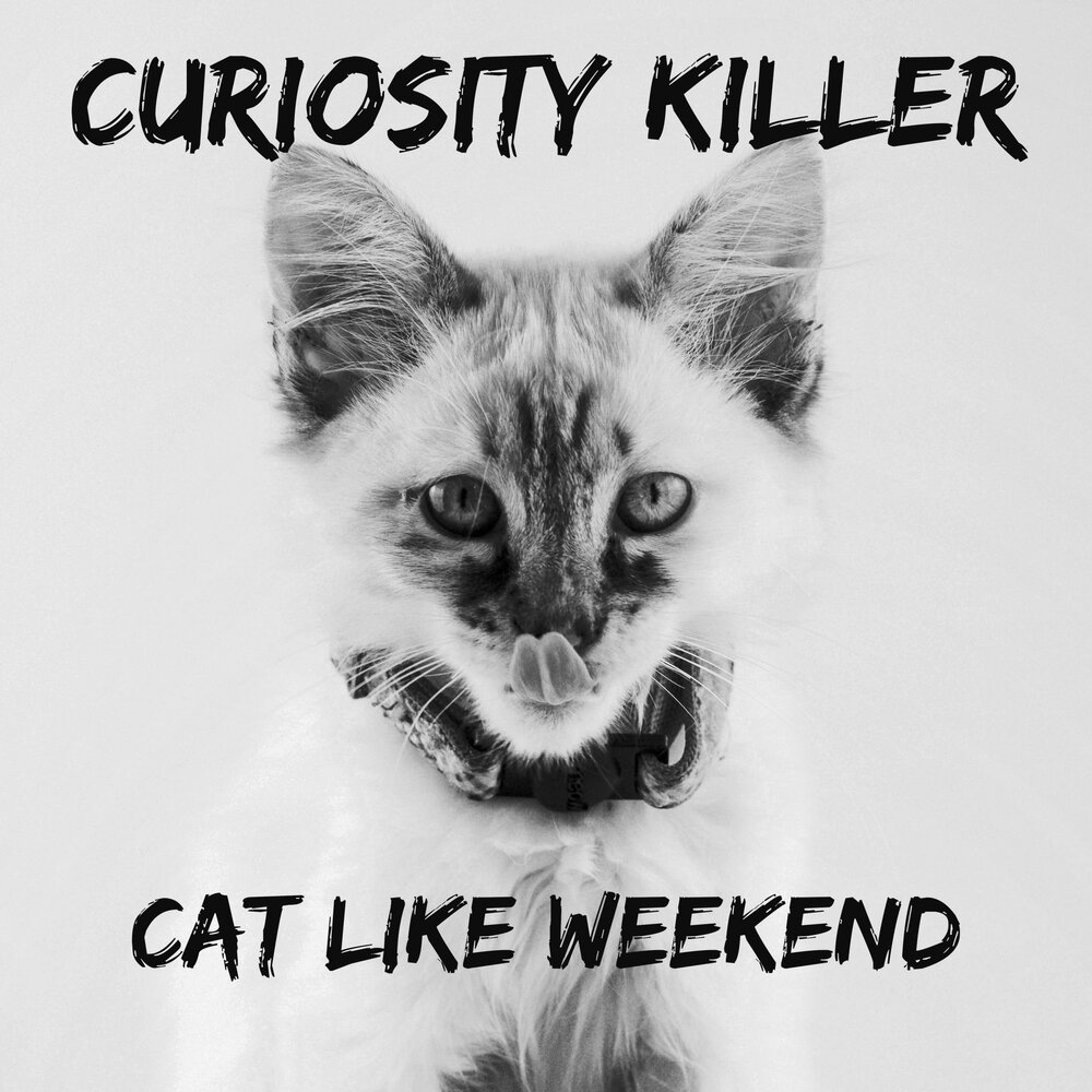 довольный рыжий кот. котик лайк котик лайк. синий котенок. Likee кот. кошка голубого цвета.