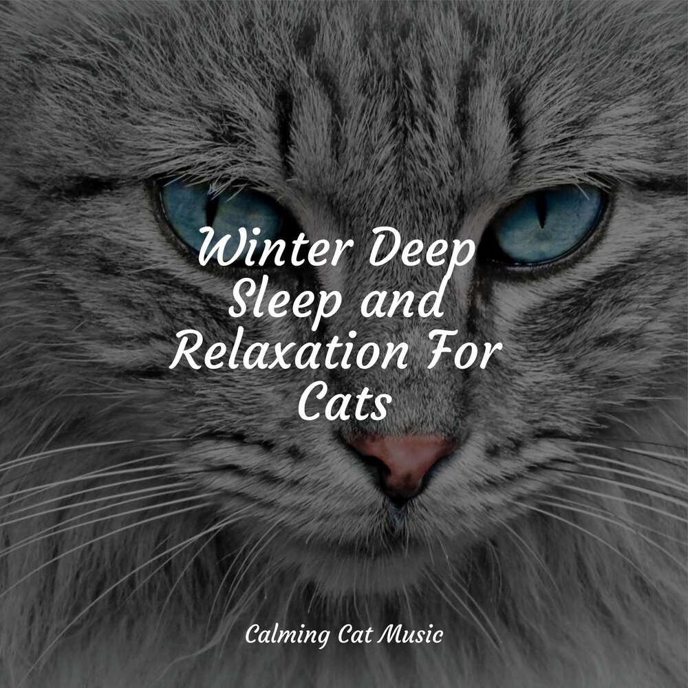 Music for cats. Relaxing Music for Cats. Cat Noise. Music for Cats (2016).