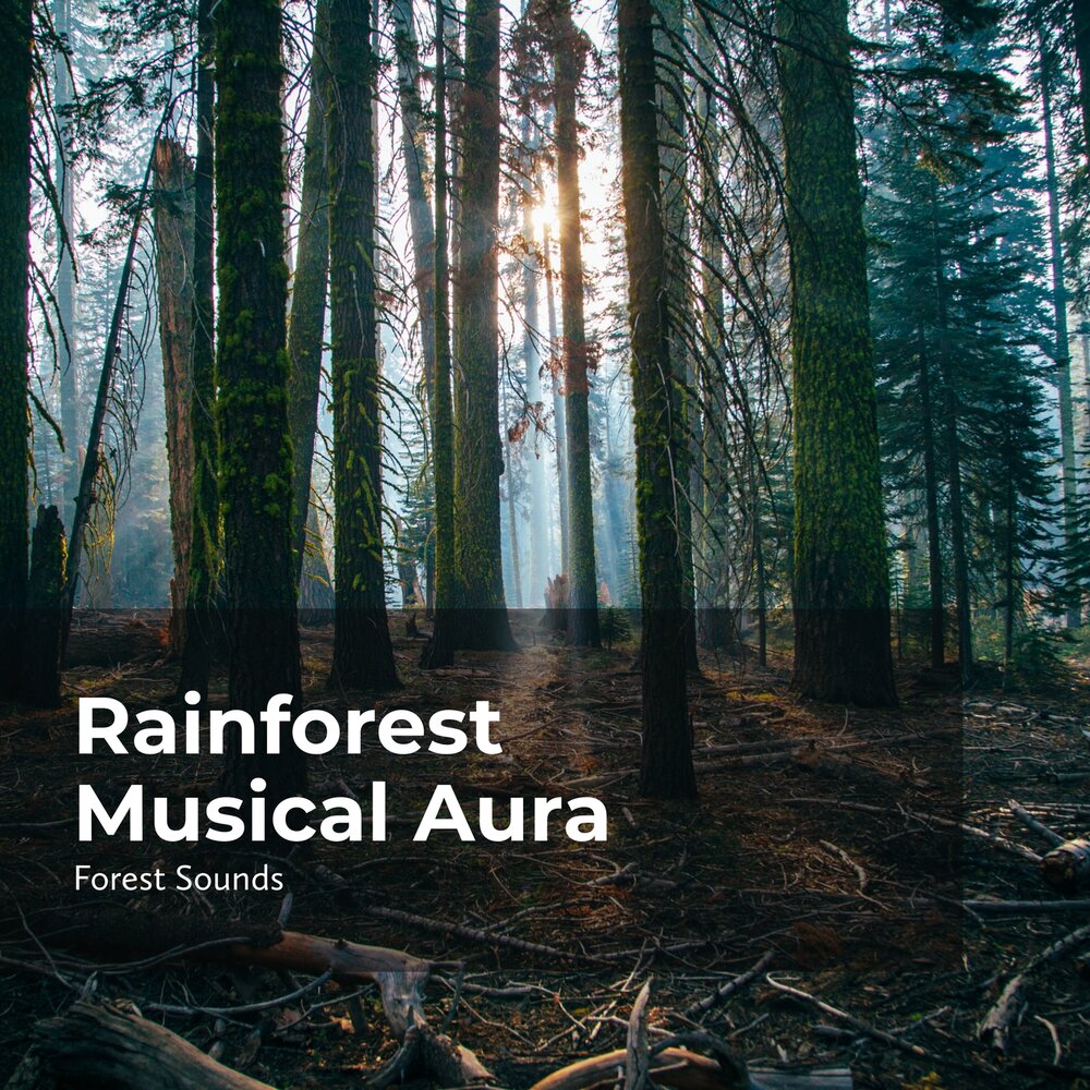 Forest soundtrack