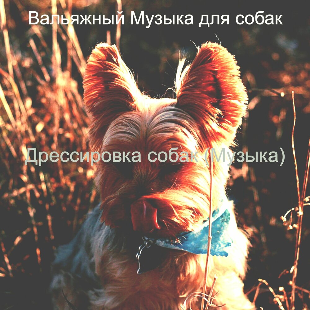 Музыка цирка 1 класс презентация и конспект с музыкой. Дрессированный мопс. Песня дрессированный щенок. Собаки в цирке. Собака музыка.