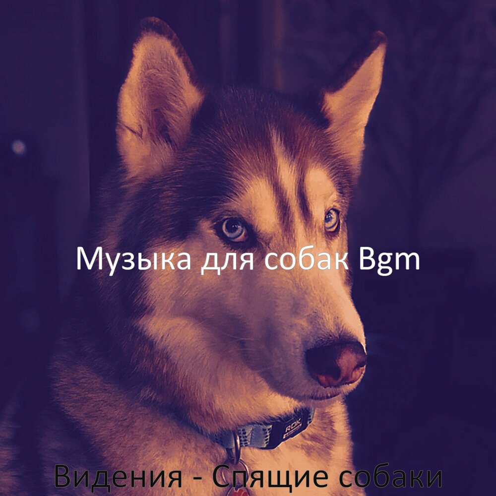 Песня про собаку. Собака музыка. Песня мой пес слушать. Собачка мечты. Песня про собаку.