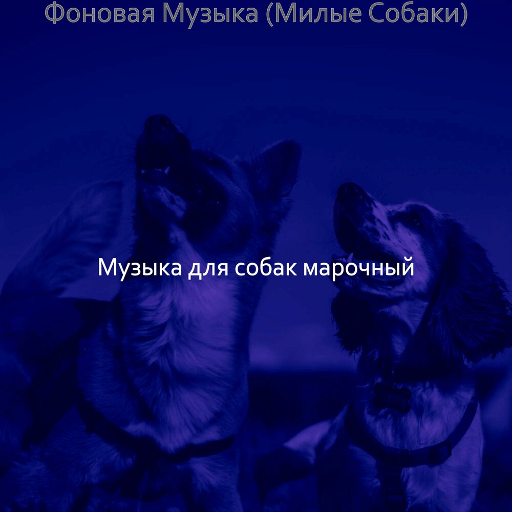 Песни про собак. Песня о собаке. Собака музыка. Город для собак песня. Песня моя собачка одета дороже тебя слушать