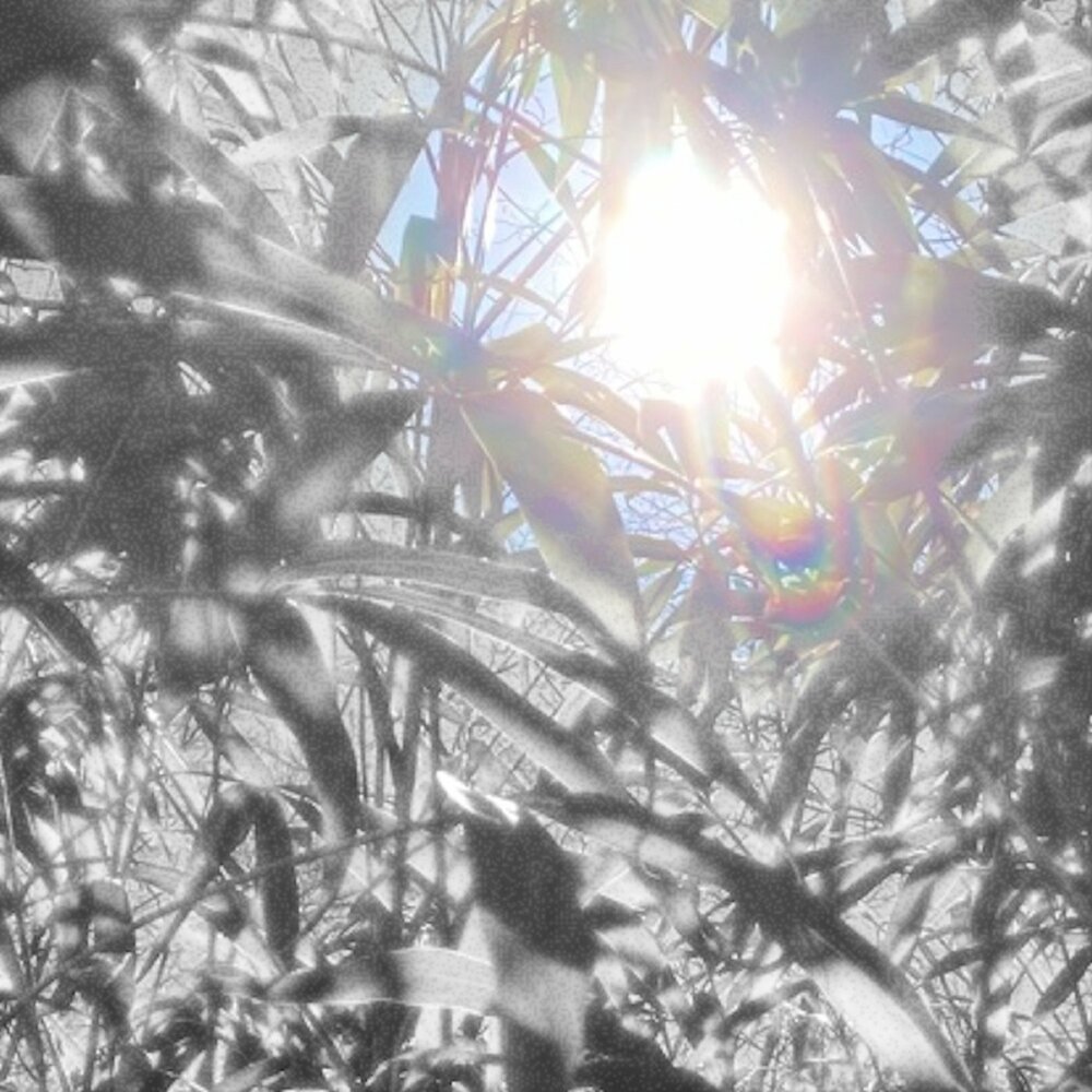 False spring 2. False spring 2