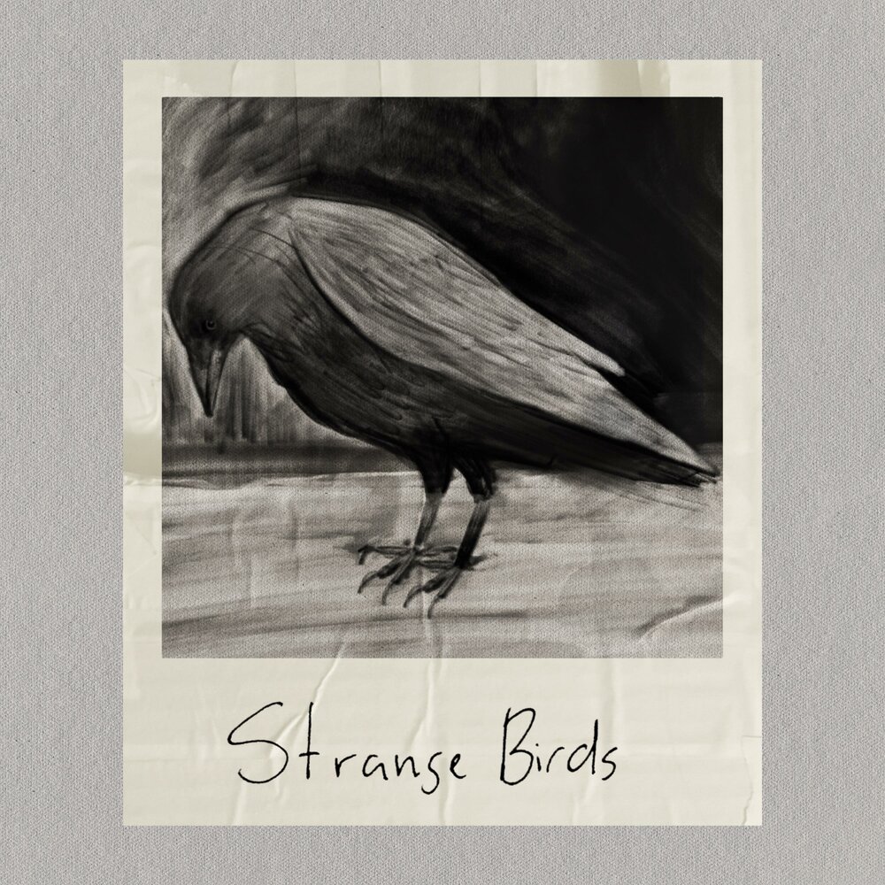 Birdy strange birds. Странная птица 1969. Strange Birds.