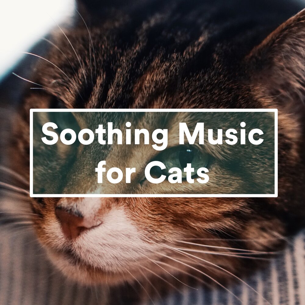 Music for cats. Cat Music. Cat Cat песня. Cat experience.
