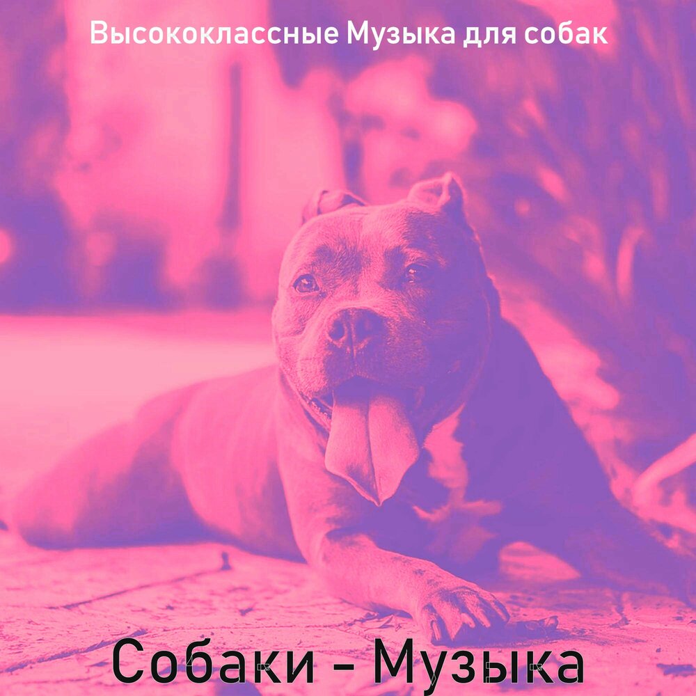 Песни про собак. Собачья песня. Песня мой пес слушать. Песня про собаку. Песня мой пес слушать.